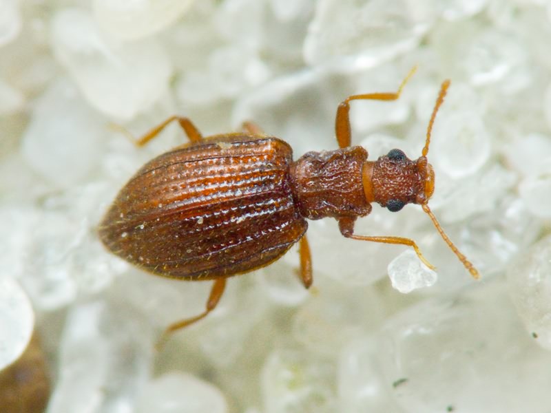Stephostethus angusticollis (Gyllenhal, 1827)